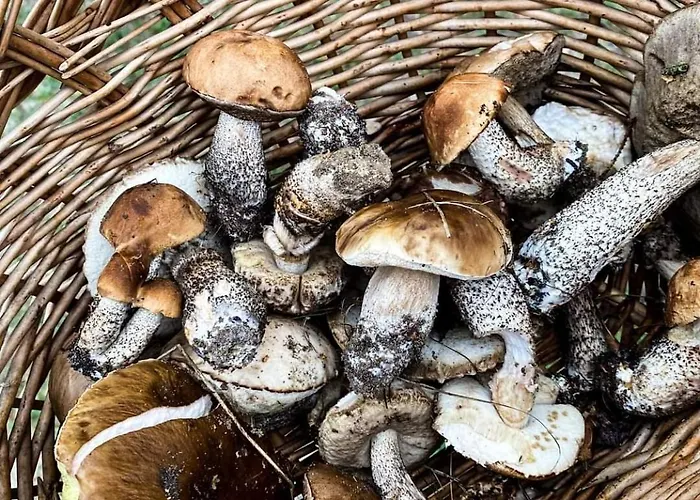 Agrowczasy U Bartka مزرعة للإقامة *